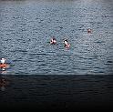 Comen Cup 2009 506